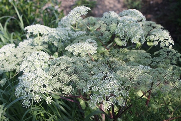 Image of Angelica dahurica taken at Juniper Level Botanic Gdn, NC by JLBG