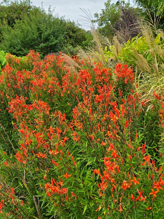 Image of Anisacanthus wrightii taken at Juniper Level Botanic Gdn, NC by JLBG