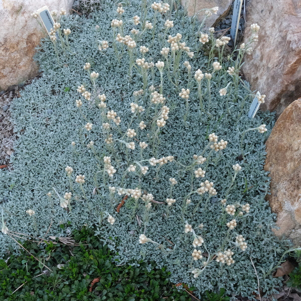 Image of Antennaria parvifolia taken at Juniper Level Botanic Gdn, NC by JLBG