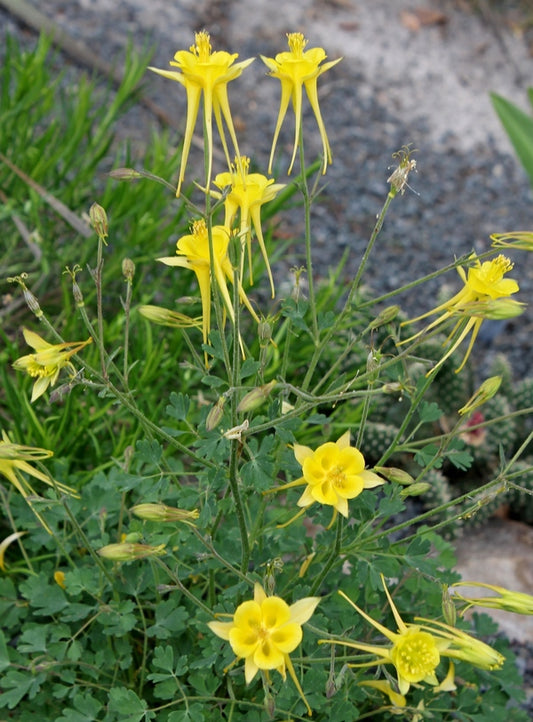 Image of Aquilegia chrysantha 'Denver Gold' taken at Juniper Level Botanic Gdn, NC by JLBG