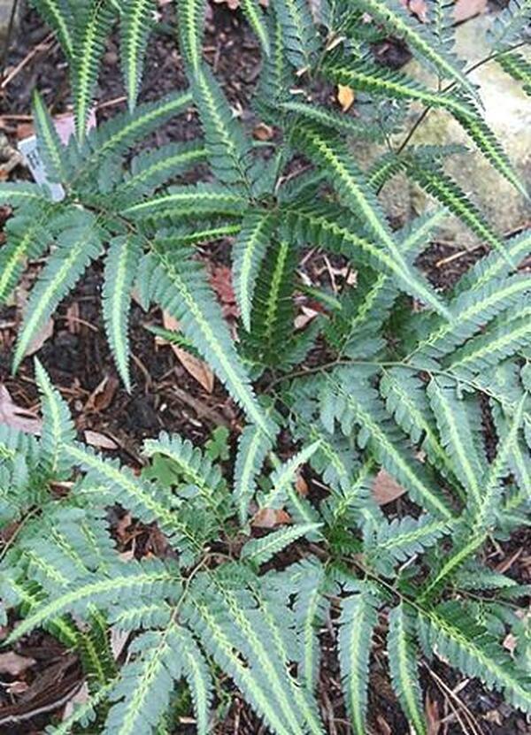 Image of Arachniodes simplicior 'Variegata' taken at Juniper Level Botanic Gdn, NC by JLBG