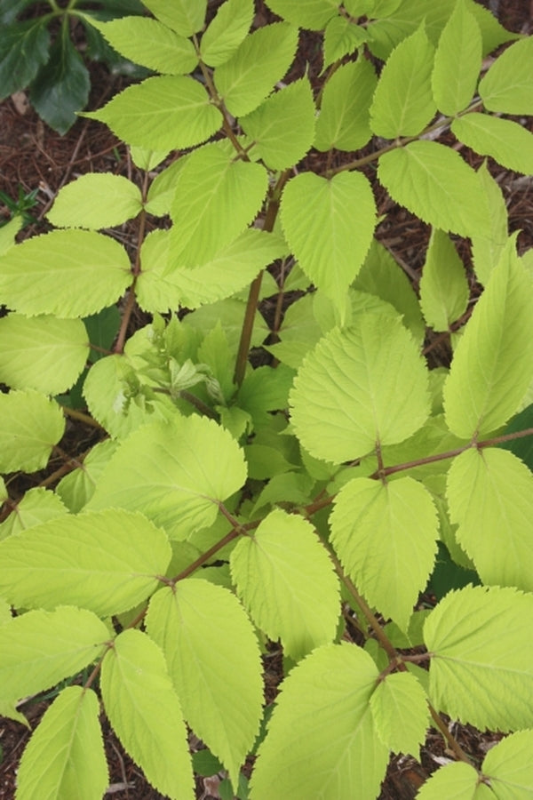 Image of Aralia cordata 'Sun King' taken at Juniper Level Botanic Gdn, NC by JLBG