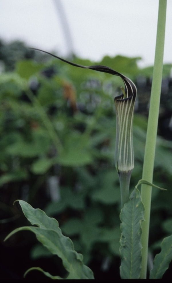 Image of Arisaema concinnum