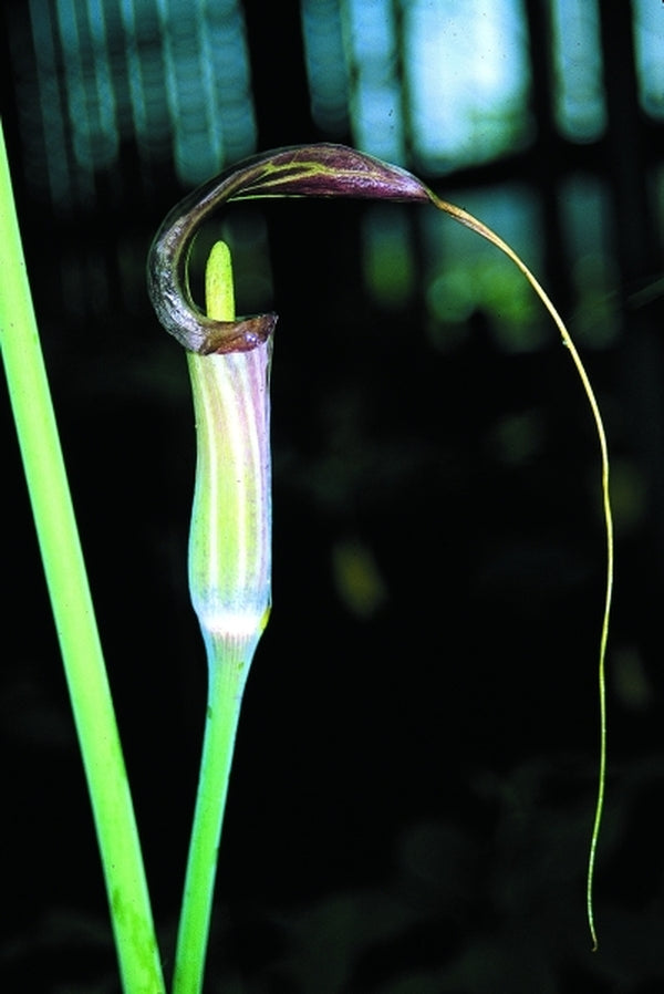 Image of Arisaema consanguineum taken at Juniper Level Botanic Gdn, NC by JLBG
