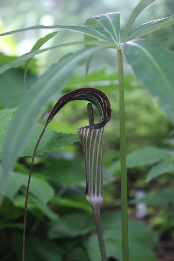 Image of Arisaema consanguineum taken at Juniper Level Botanic Gdn, NC by JLBG