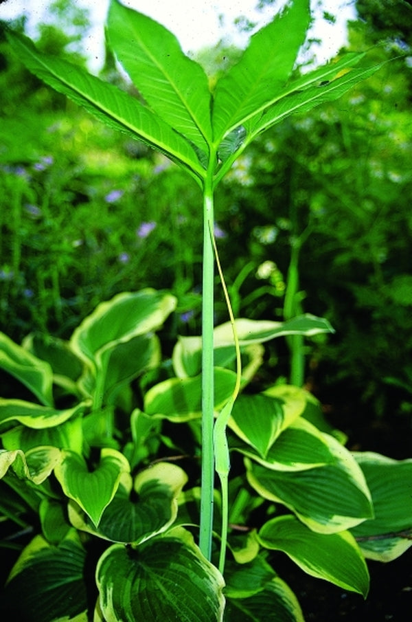 Image of Arisaema dracontium taken at Juniper Level Botanic Gdn, NC by JLBG