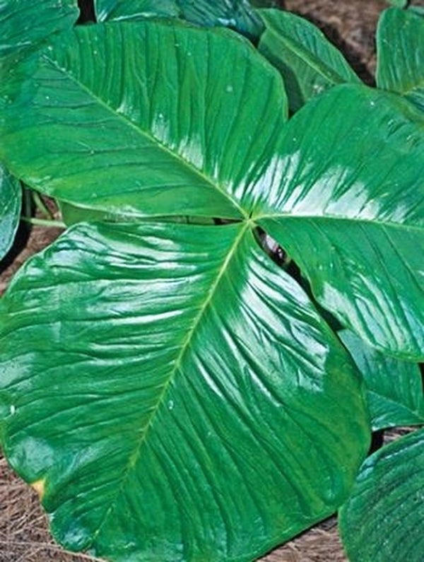 Image of Arisaema fargesii taken at Juniper Level Botanic Gdn, NC by JLBG