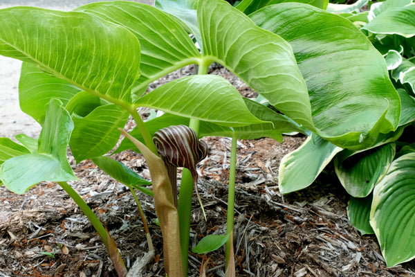 Image of Arisaema fargesii taken at Juniper Level Botanic Gdn, NC by JLBG