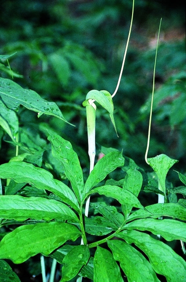 Image of Arisaema heterophyllum taken at Juniper Level Botanic Gdn, NC by JLBG