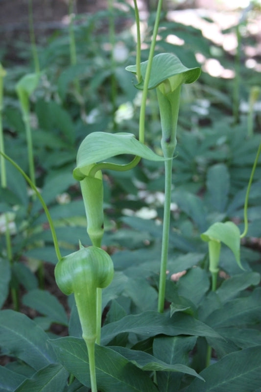 Image of Arisaema heterophyllum taken at Juniper Level Botanic Gdn, NC by JLBG