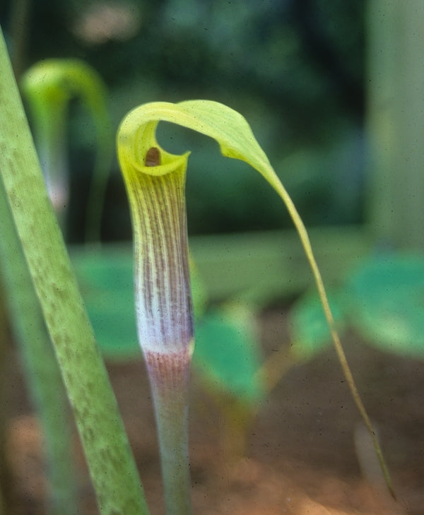 Image of Arisaema muratae taken at Juniper Level Botanic Gdn, NC by JLBG