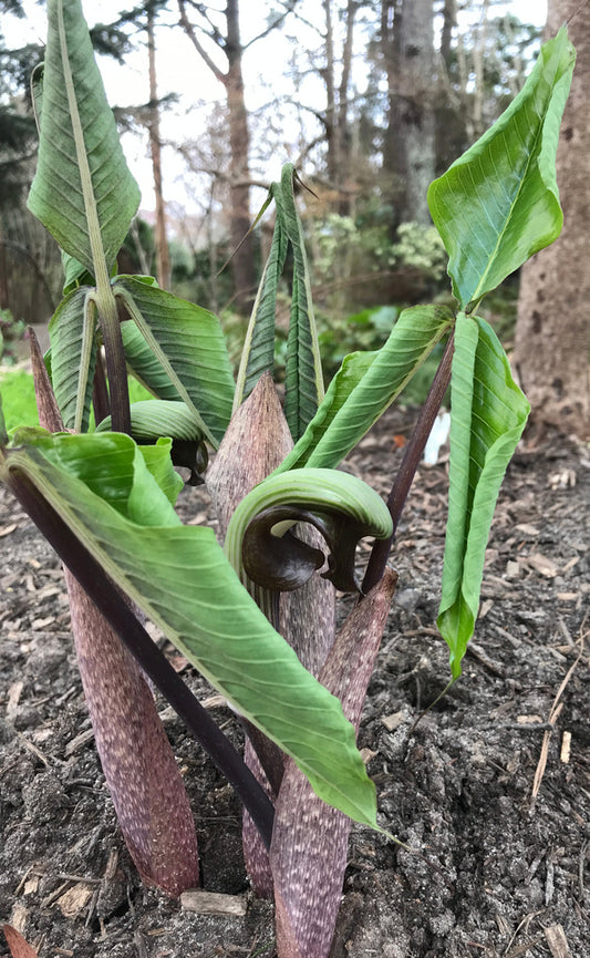 Image of Arisaema ringens taken at Juniper Level Botanic Gdn, NC by C. Hardison