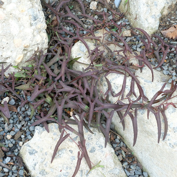 Image of Aristolochia watsonii taken at Juniper Level Botanic Gdn, NC by JLBG