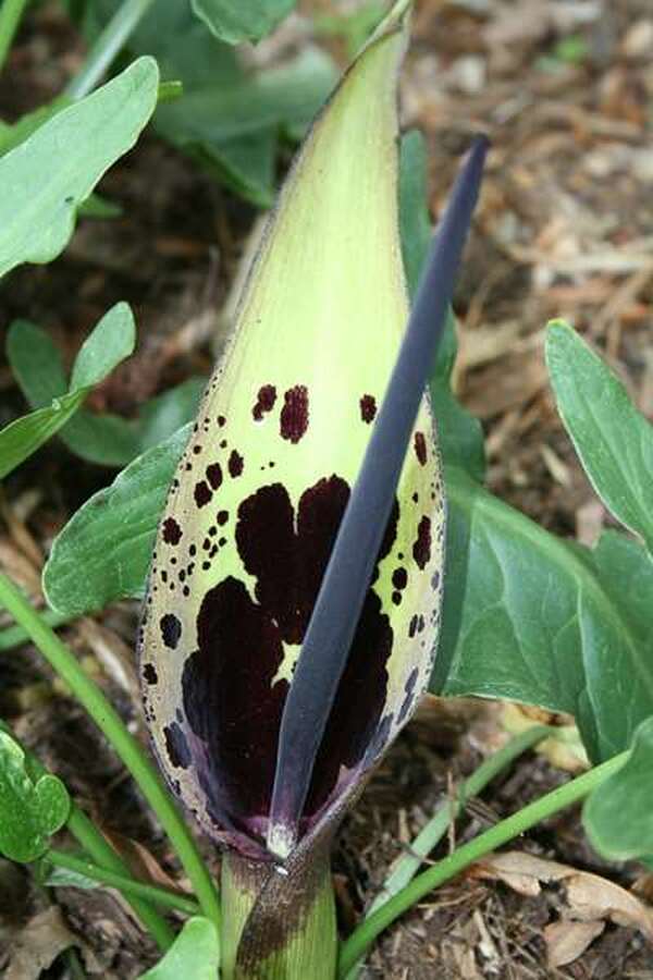 Image of Arum dioscoridis var. cyprium