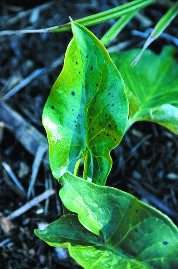 Image of Arum italicum 'Jet Black Wonder' taken at Juniper Level Botanic Gdn, NC by JLBG