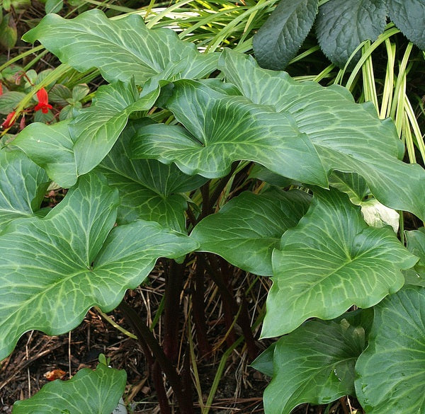 Image of Arum italicum 'Jet Black Wonder' taken at Juniper Level Botanic Gdn, NC by JLBG