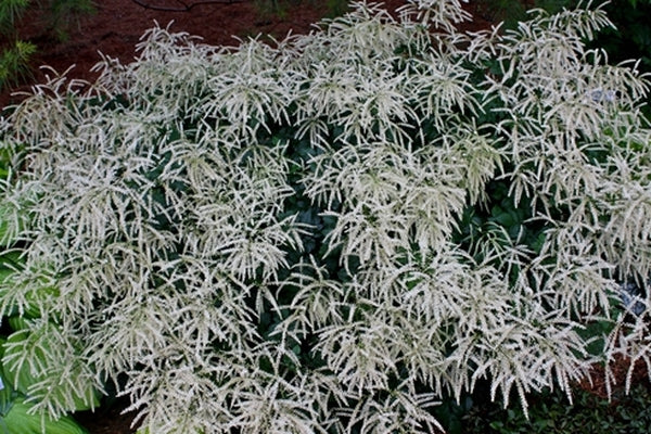 Image of Aruncus 'Misty Lace'  taken at Walters Gardens, MI