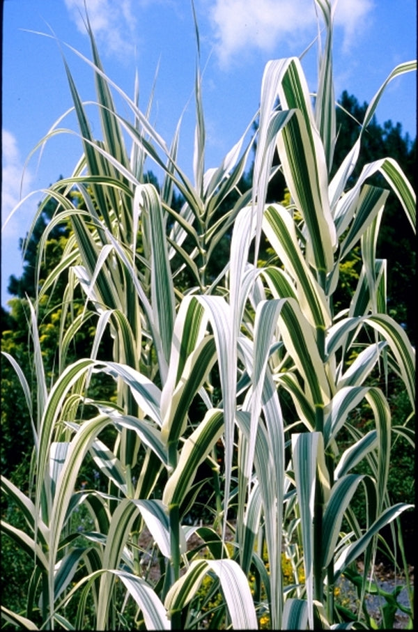 Image of Arundo donax 'Peppermint Stick' taken at Juniper Level Botanic Gdn, NC by JLBG