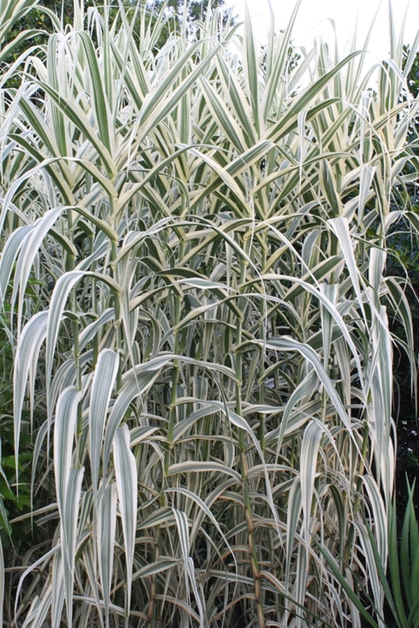 Image of Arundo donax 'Peppermint Stick' taken at Juniper Level Botanic Gdn, NC