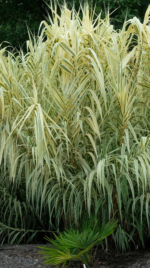 Image of Arundo donax 'Peppermint Stick' taken at Juniper Level Botanic Gdn, NC by JLBG