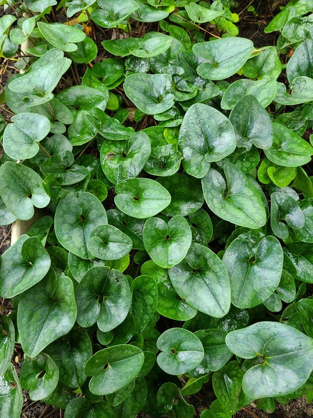 Image of Asarum arifolium var. callifolium 'Rock and Roll' taken at Juniper Level Botanic Gdn, NC by JLBG