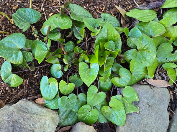 Image of Asarum crassum 'Green Glass' taken at Juniper Level Botanic Gdn, NC by JLBG