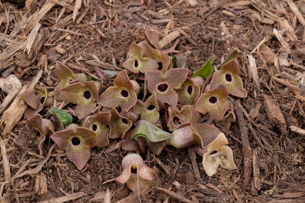 Image of Asarum fauriei var. takaoi 'Pitter Patter' taken at Juniper Level Botanic Gdn, NC by JLBG