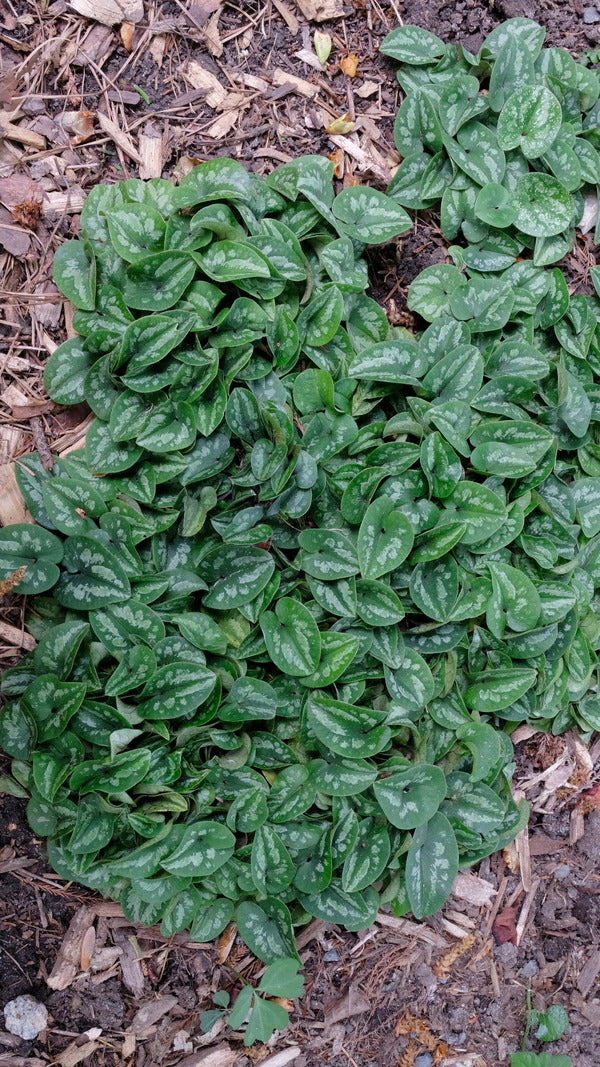 Image of Asarum fauriei var. takaoi 'Pitter Patter' taken at Juniper Level Botanic Gdn, NC by JLBG