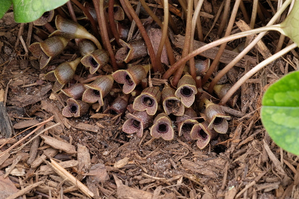 Image of Asarum forbesii 'Venus' taken at Juniper Level Botanic Gdn, NC by JLBG