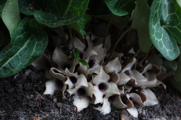 Image of Asarum kiusianum var. tubulosum 'Aquarius' taken at Juniper Level Botanic Garden, Raleigh NC by JLBG