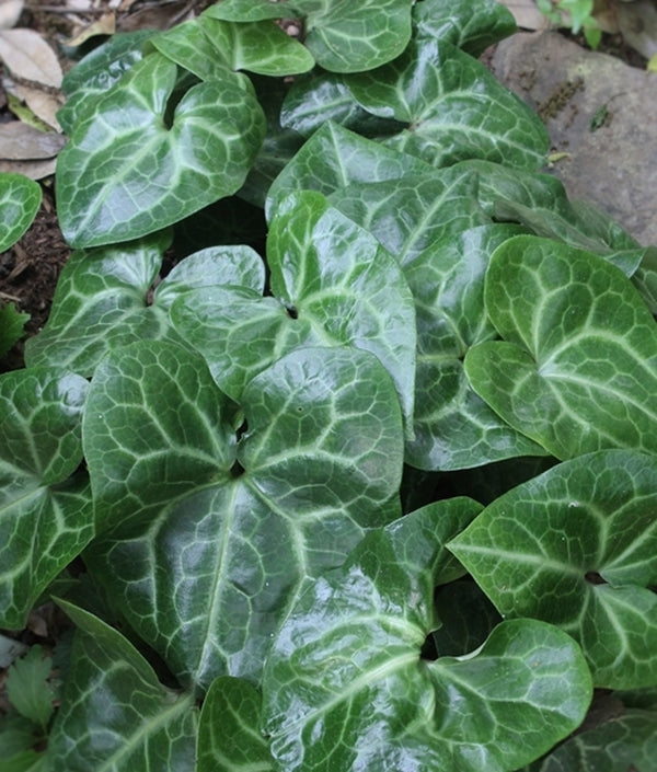 Image of Asarum maximum 'Shell Shocked' taken at Juniper Level Botanic Gdn, NC by JLBG