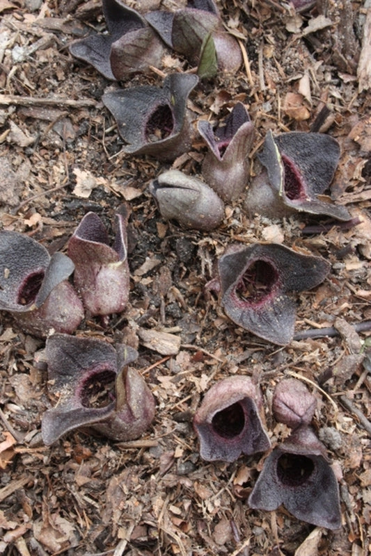 Image of Asarum megacalyx 'Green Sheen' taken at Juniper Level Botanic Gdn, NC by JLBG