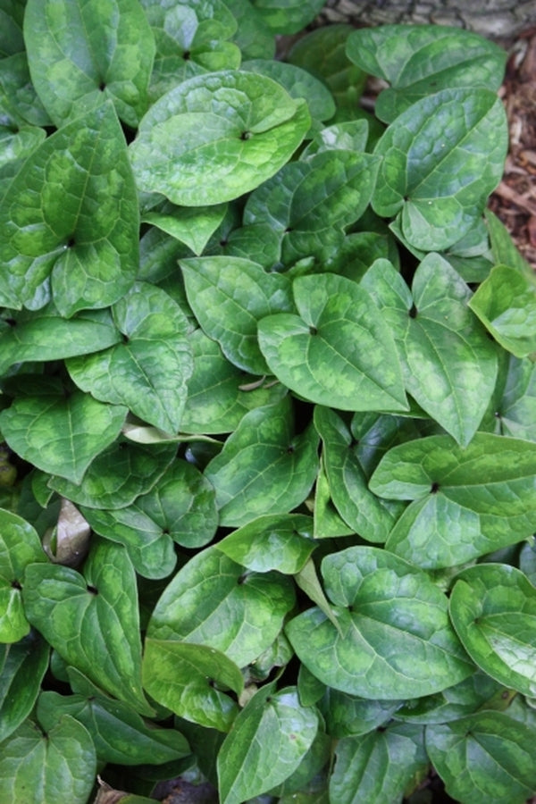 Image of Asarum megacalyx 'Green Sheen' taken at Juniper Level Botanic Gdn, NC by JLBG