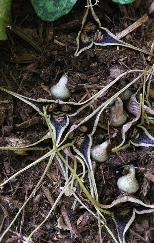 Image of Asarum minamitanianum taken at Juniper Level Botanic Gdn, NC by JLBG