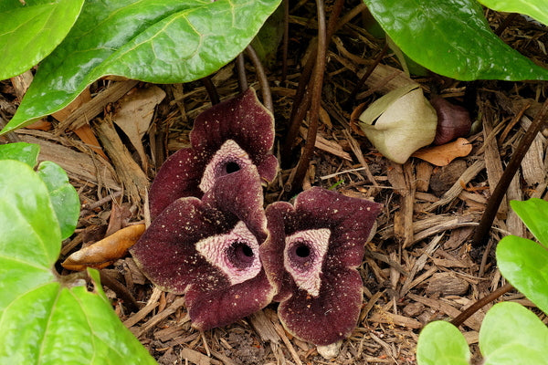Image of Asarum nobilissimum 'Iron Butterfly' taken at Juniper Level Botanic Gdn, NC by JLBG