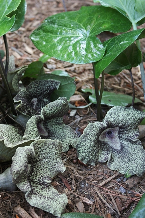 Image of Asarum nobilissimum 'King Kong' taken at Juniper Level Botanic Gdn, NC by JLBG