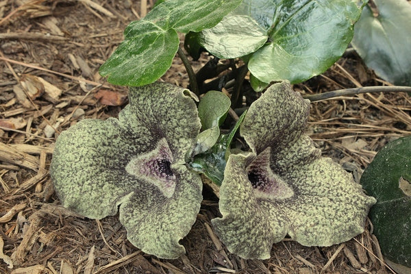 Image of Asarum nobilissimum 'King Kong'