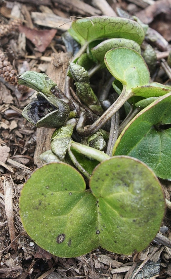 Image of Asarum sp. 'Reb's Child' taken at Juniper Level Botanic Gdn, NC by JLBG
