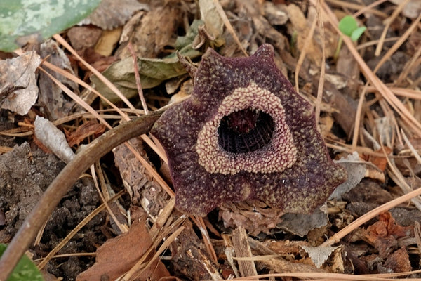 Image of Asarum splendens taken at Juniper Level Botanic Gdn, NC