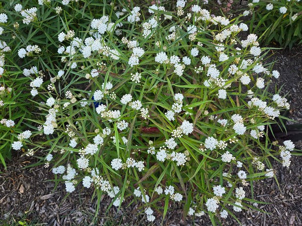 Image of Asclepias perennis taken at Juniper Level Botanic Gdn, NC by JLBG
