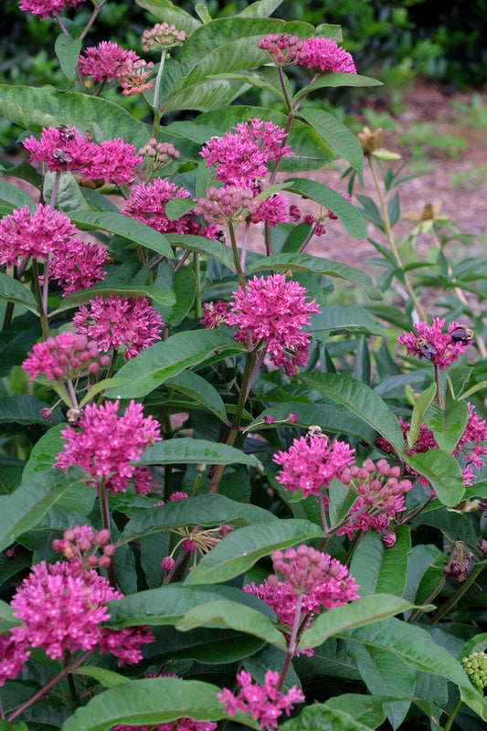 Image of Asclepias purpurascens taken at Juniper Level Botanic Gdn, NC by JLBG