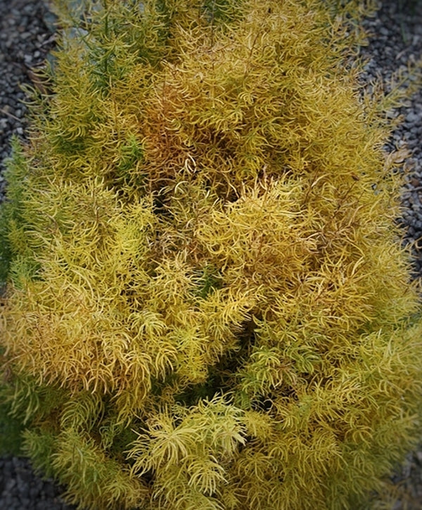Image of Asparagus cochinchinensis 'Graham's Cracker' taken at Juniper Level Botanic Gdn, NC by JLBG