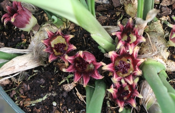 Image of Aspidistra attenuata 'Alishan Broad'