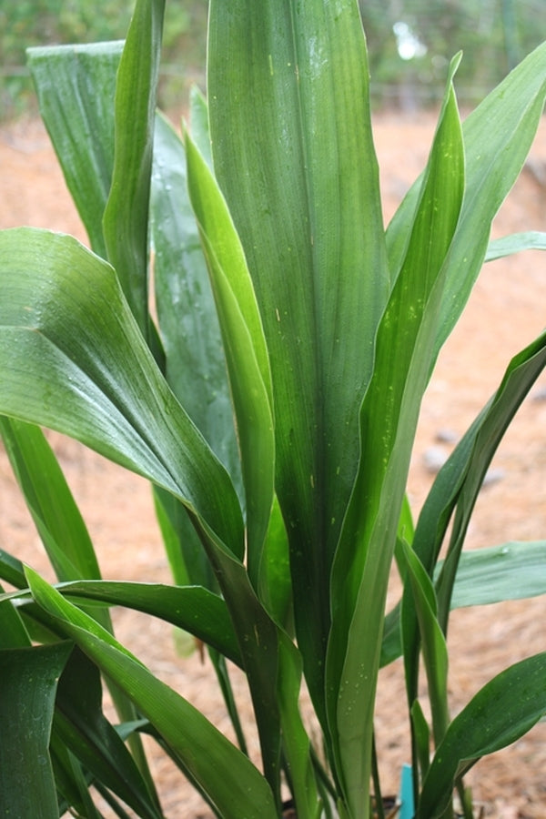 Image of Aspidistra attenuata 'Alishan Green Giant'