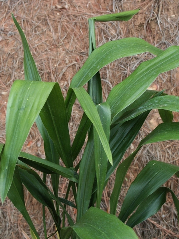 Image of Aspidistra attenuata 'Dungpu Dazzler' taken at Juniper Level Botanic Gdn, NC by JLBG