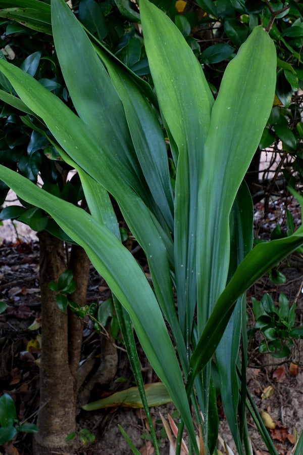 Image of Aspidistra attenuata 'Dungpu Dazzler' taken at Juniper Level Botanic Gdn, NC by JLBG