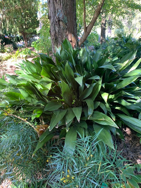 Image of Aspidistra elatior 'Fuji-No-Mine' taken at Juniper Level Botanic Garden, Raleigh NC by JLBG
