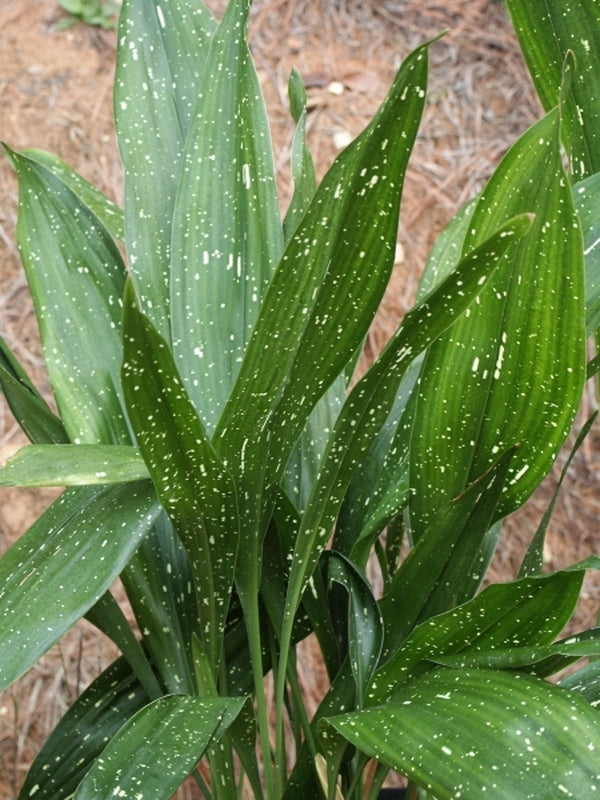 Image of Aspidistra elatior 'Ginga Giant' taken at Juniper Level Botanic Gdn, NC by JLBG