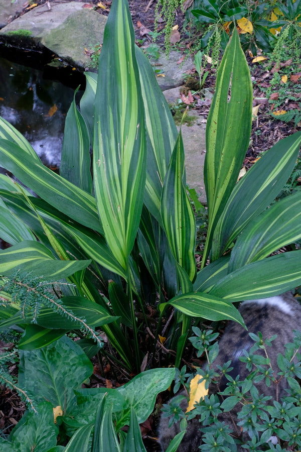 Image of Aspidistra elatior 'Goldfeather' taken at Juniper Level Botanic Gdn, NC