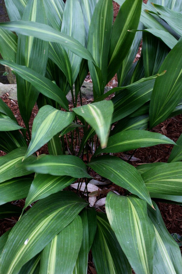 Image of Aspidistra elatior 'Lennon's Song' taken at Juniper Level Botanic Garden, Raleigh NC by JLBG